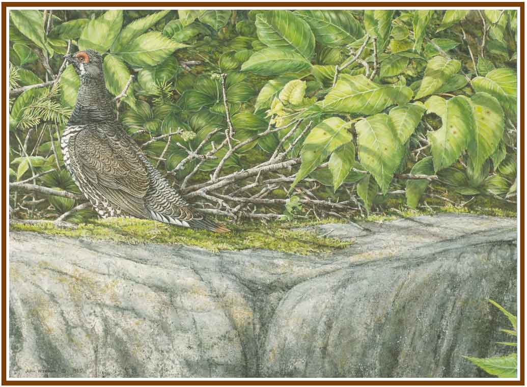 grouse