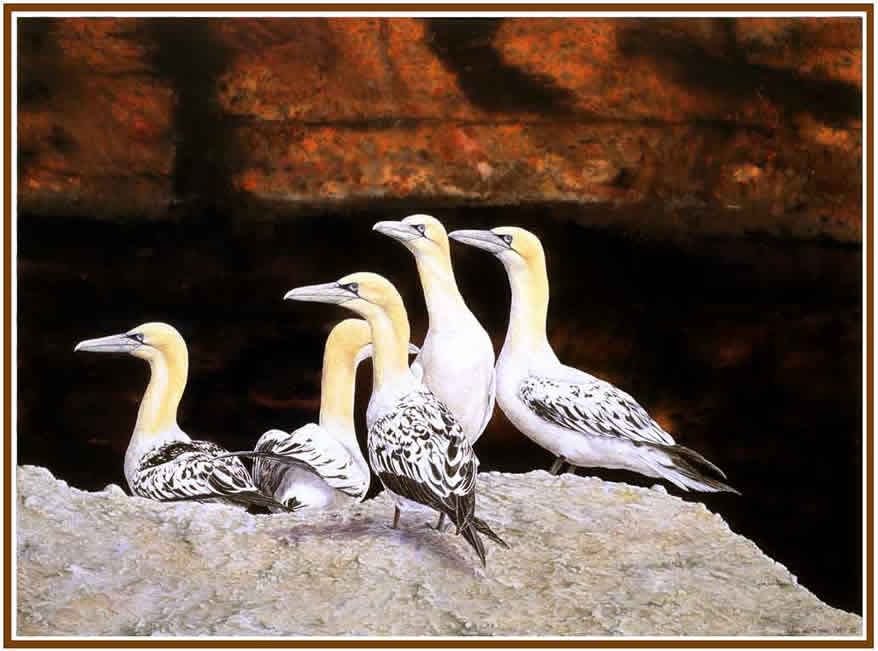 Gannets