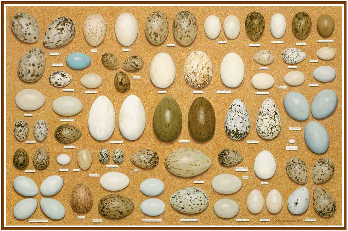 eggs