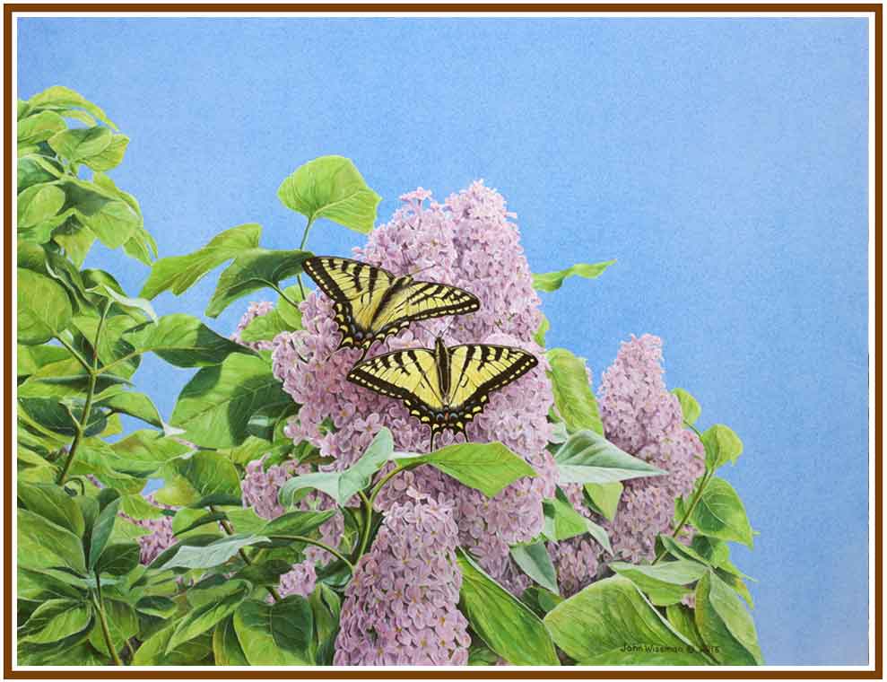papillon tigr