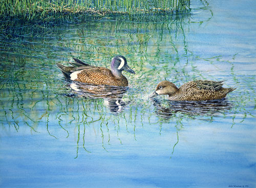 Blue-winged Teals, Private collection, Beauce, Quebec