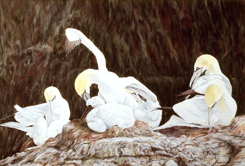 Bowing Gannet, Private collection, USA
