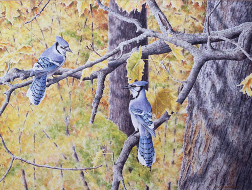 Autumn Jays, Private collection, New-Carlisle, Quebec