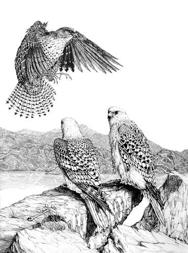 Gyrfalcons, Private collection, Ontario