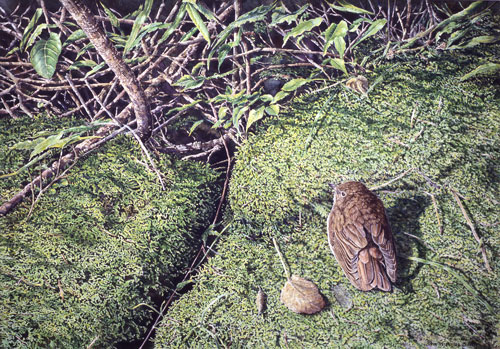 Thrush, Private collection, USA