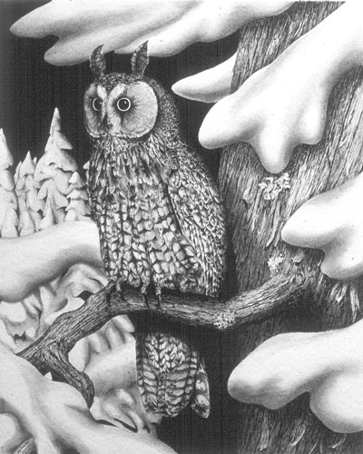 Long-eared Owl, Private collection, Ontario