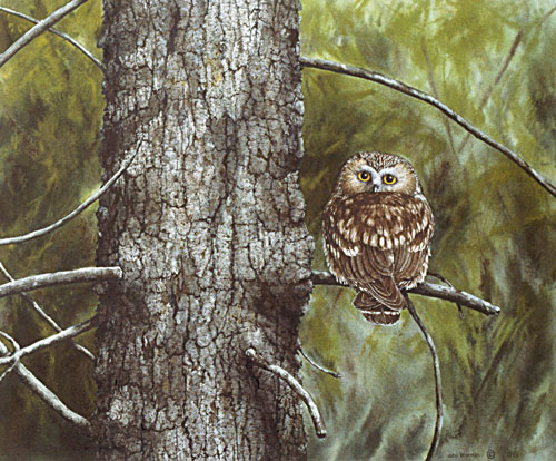 Saw-whet Owl, Private collection, USA