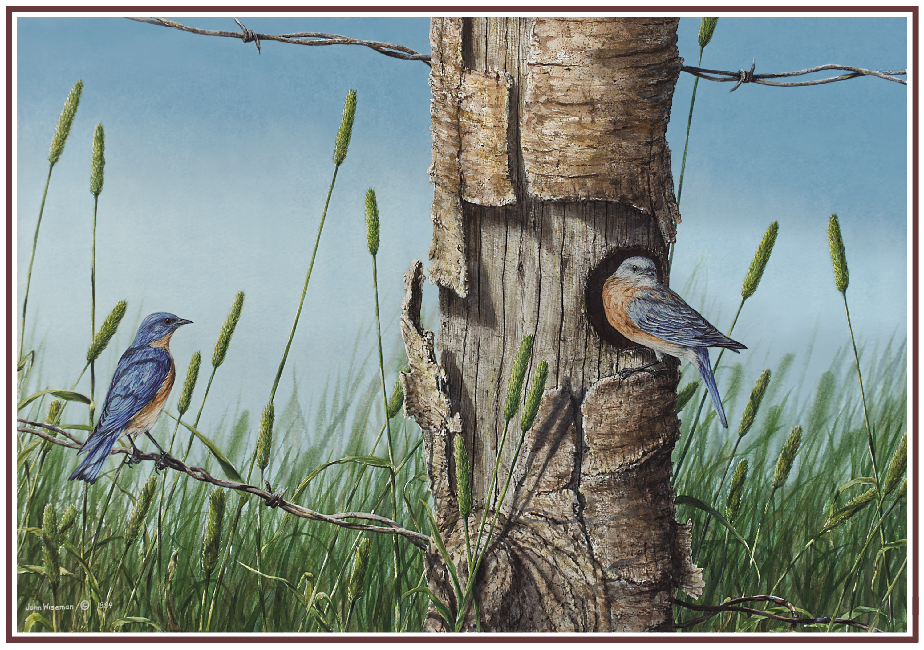 Blue birds